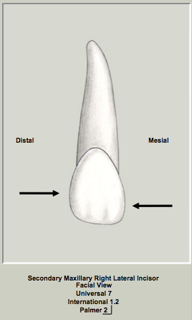 Ext Morph Mx Lateral Facial 1.png